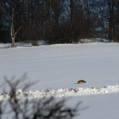 Lištička na procházce