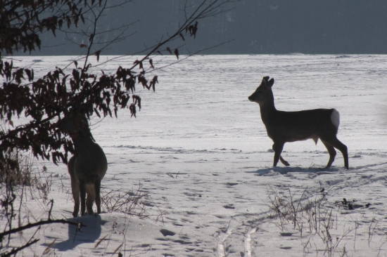 Srnčí v zimě