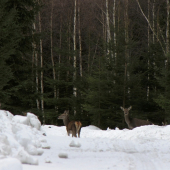 Ani jsem netušil, že jich tam bylo tolik