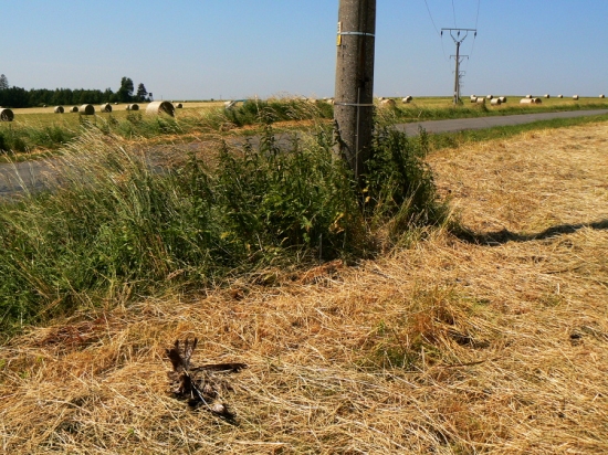 Káně - důvod úmrtí je asi jasný