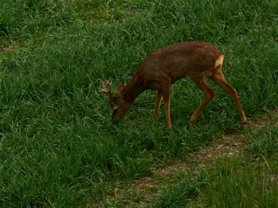 Srnec z posedu (starší začátečnické foto)
