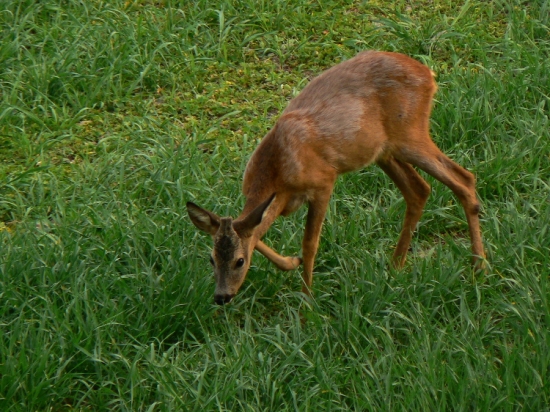 Kapitální a přímo pod posedem (opět fotozačátky)