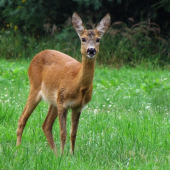 Fotka je ještě teplá, bo jsem přišel před chvílí domů