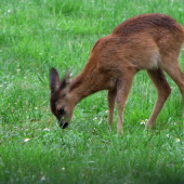 Srnčátko čumící do mokré trávy