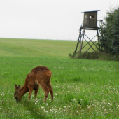 Srnčátko před posedem