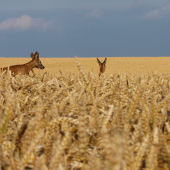 Tak se nám ta říje pěkně rozjíždí