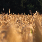 Dnes jsem nachytal tyhle dva hříšníky