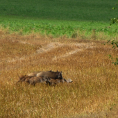 Tak přidávám něco z letošních žní