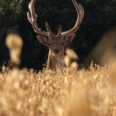 Volně navazuju na fotku s ID 76737 - stejné obilí, stejná tlupa, jiný den focení
