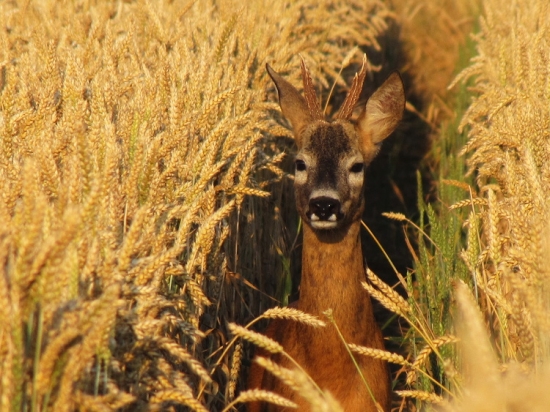 Chovný roček nebo průběrný starší srnec?