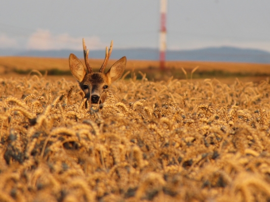 Takhle koukal den předtím než na minulé fotce :-)