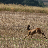 Roček - foceno za jízdy (na kole)