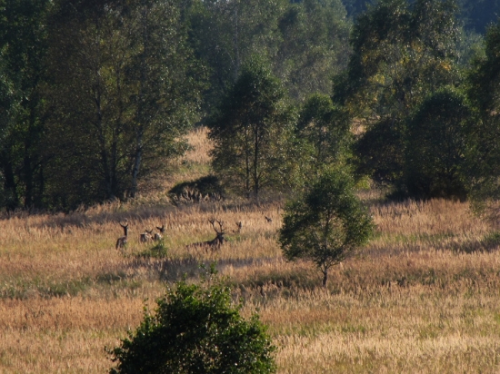 Jelen v dálce a nebyl tam sám
