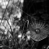 Když bylo v lese období pavučin