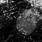 Pavučina v ranní rose