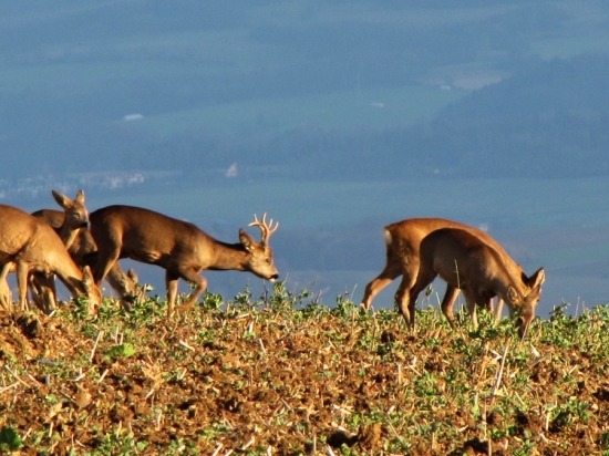 Poslední šesterák v tlupě