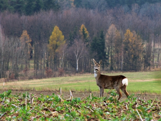 Srna - v širším pohledu