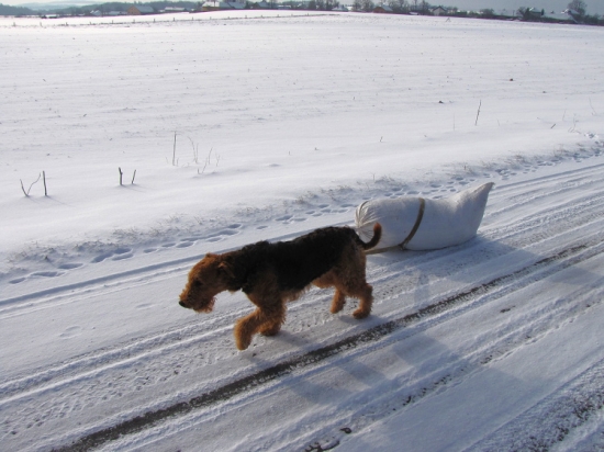 Myslivecky upotřebitelný pes
