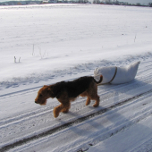 Myslivecky upotřebitelný pes