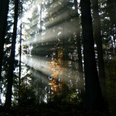 Podzimní světlo v lese