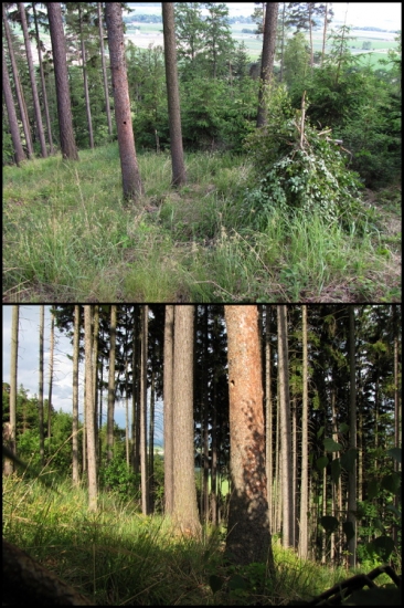 Prostředí strakapoudí dutiny