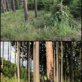 Prostředí strakapoudí dutiny