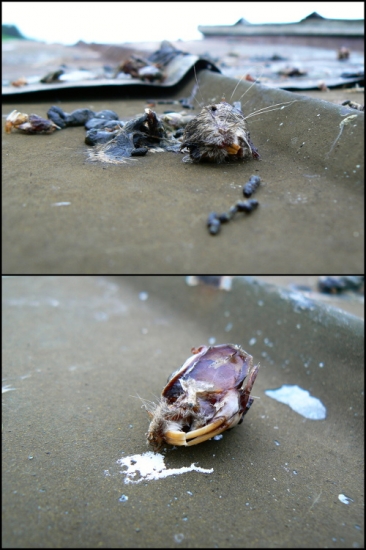 Vývržky dravců a sov