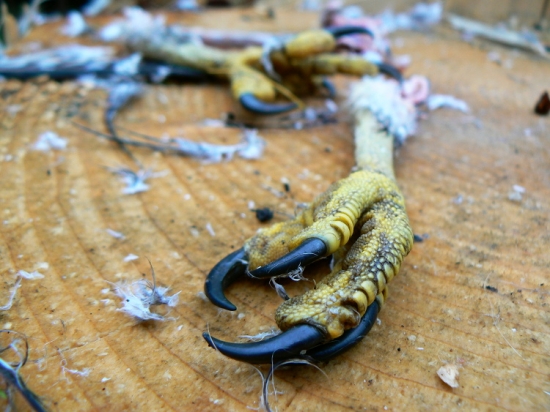 Výsledek nočního útoku výra velkého