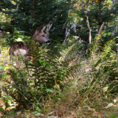 Ukrytá v divočině