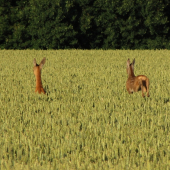 Hop a skok, mámo počkej!