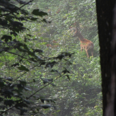 Mlhavé ráno do protisvahu