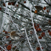 Kvíčala, čvikota, drozd čvíkotavý