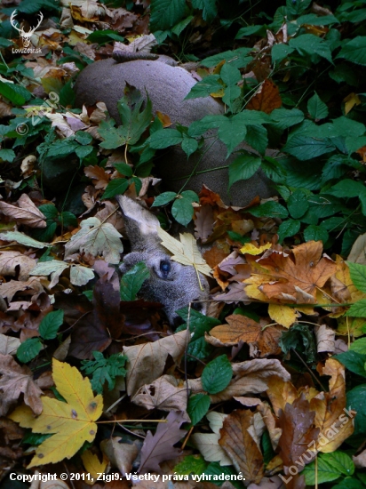 Čerstvý úhyn - nedohledaný