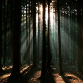 Běhám si tak po lese a čekám, kdy se objeví