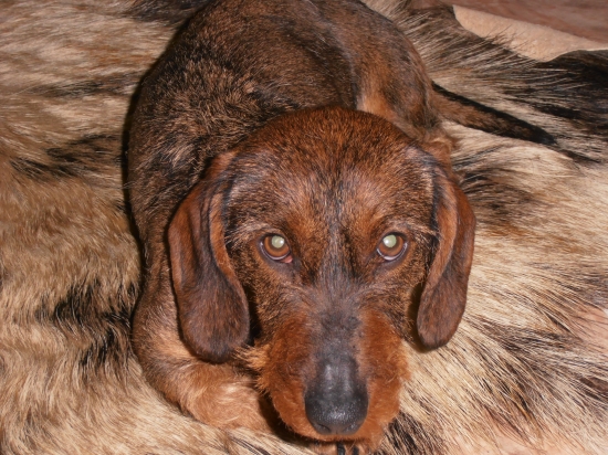 Diviačia na diviačej..