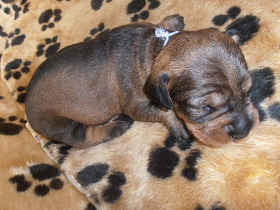 Elvis Ćervený hrun:)