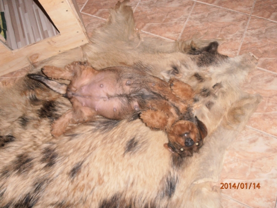 Čakáme šteniatka,51 deň:)