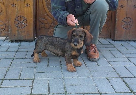 Flintta Červený hrun..  3,5 mesiaca:)