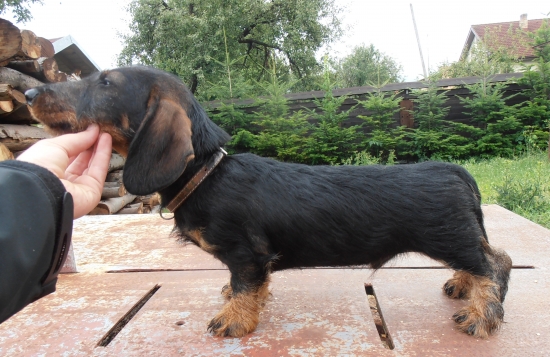 Timi Viva Moravia  (3 mesiace)..