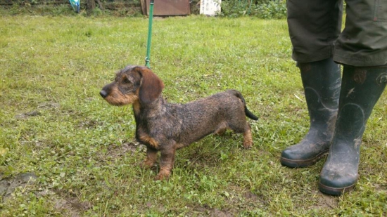 Flintta červený hrun, 9 mesiacov..