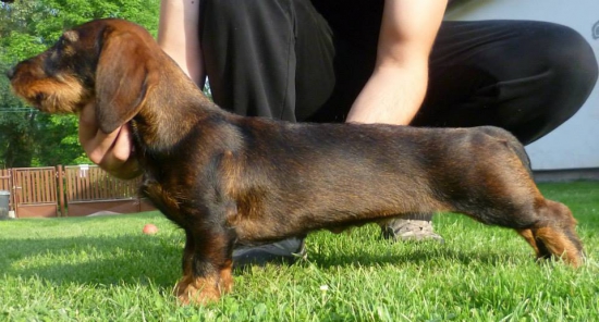 Freya červený hrun..