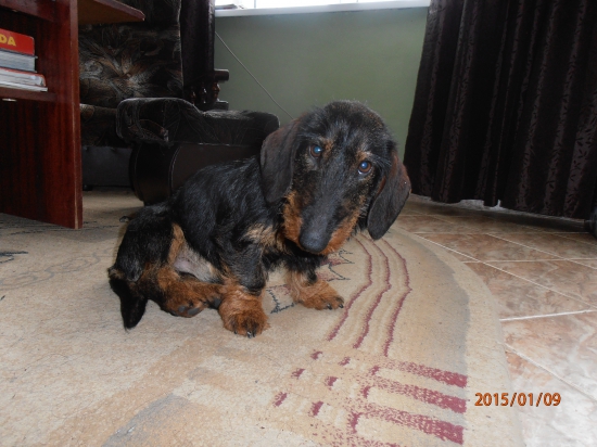 Timi Viva Moravia, 9 mesiacov..