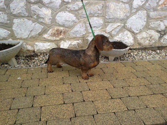 Flintta červený hrun, 1 rok..