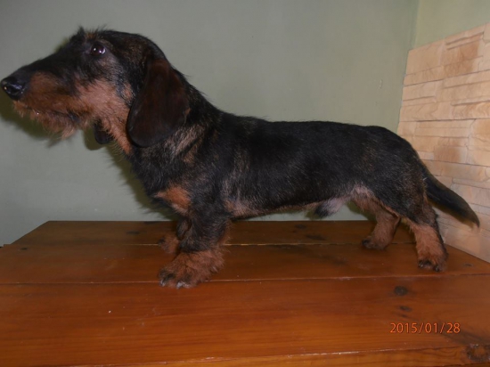 Timi Viva Moravia, 10 mesiacov..