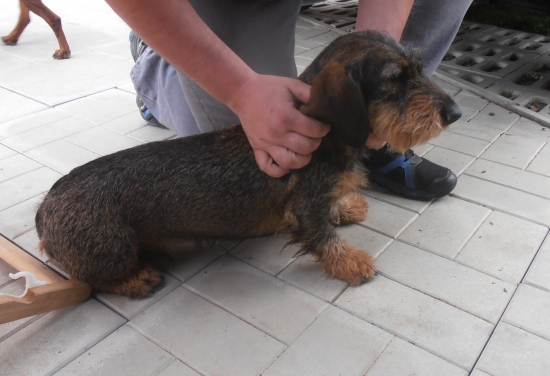 Fany červený hrun, 16 mesiacov..