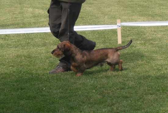 Felix červený hrun..