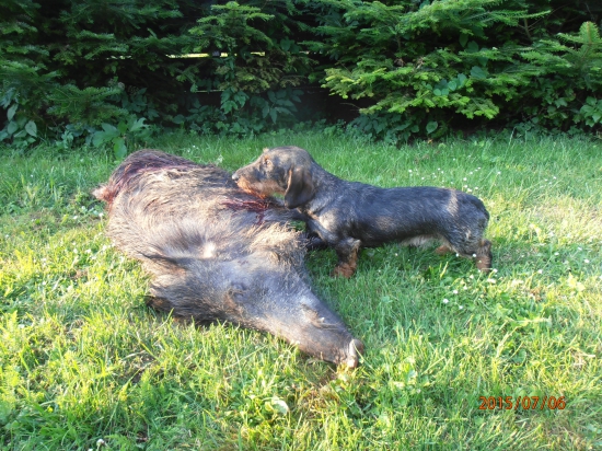 Timi Viva Moravia a diviačik..