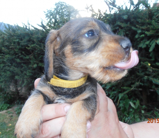 5-týždnová jazyčnica:)