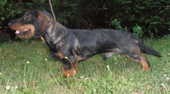 Timi Viva Moravia,chovný pes..