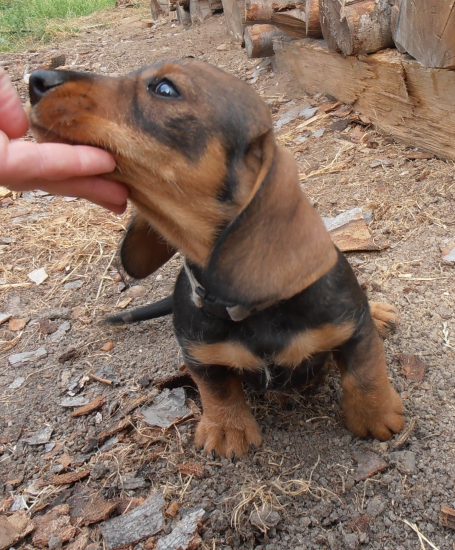 Gryzzli,2 mes. ešte nezadaný..